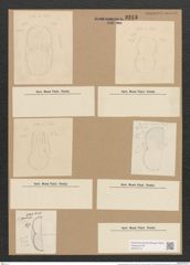Amphora intermedia lend.-Fortm. (de-Toni-Nr.: Genus 36, Species 1709) Zeichnungen Sammlung Grunow Nr. 3243 (NHMW-BOT-W0370712)